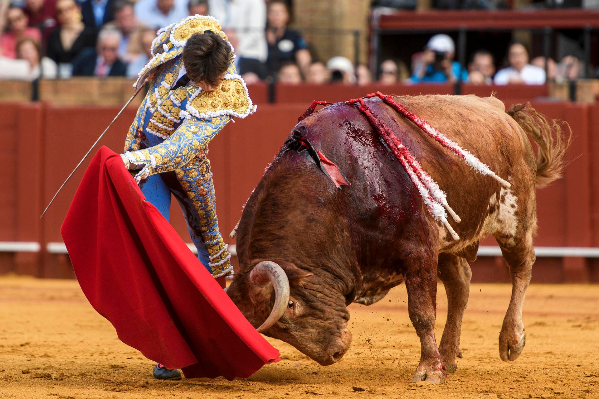 Roca Rey recibe una grave cornada en el muslo con trayectorias de 35 centímetros Roca Rey recibe una grave cornada en el muslo con trayectorias de 35 centímetros