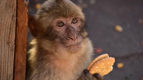 Macaco de Gibraltar