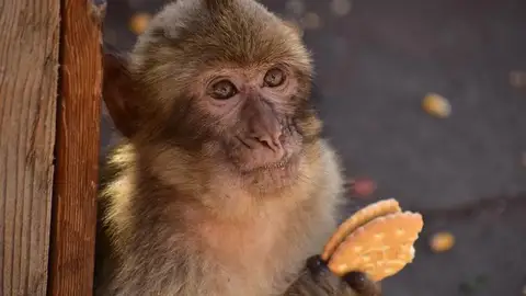 Macaco de Gibraltar Macaco de Gibraltar