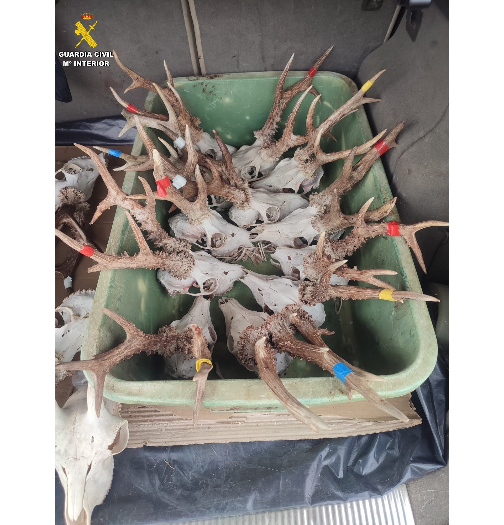 Sancionados en Palencia por transportar 28 cabezas de animales en el maletero de un vehículo Sancionados en Palencia por transportar 28 cabezas de animales en el maletero de un vehículo