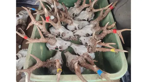 Sancionados en Palencia por transportar 28 cabezas de animales en el maletero de un vehículo .