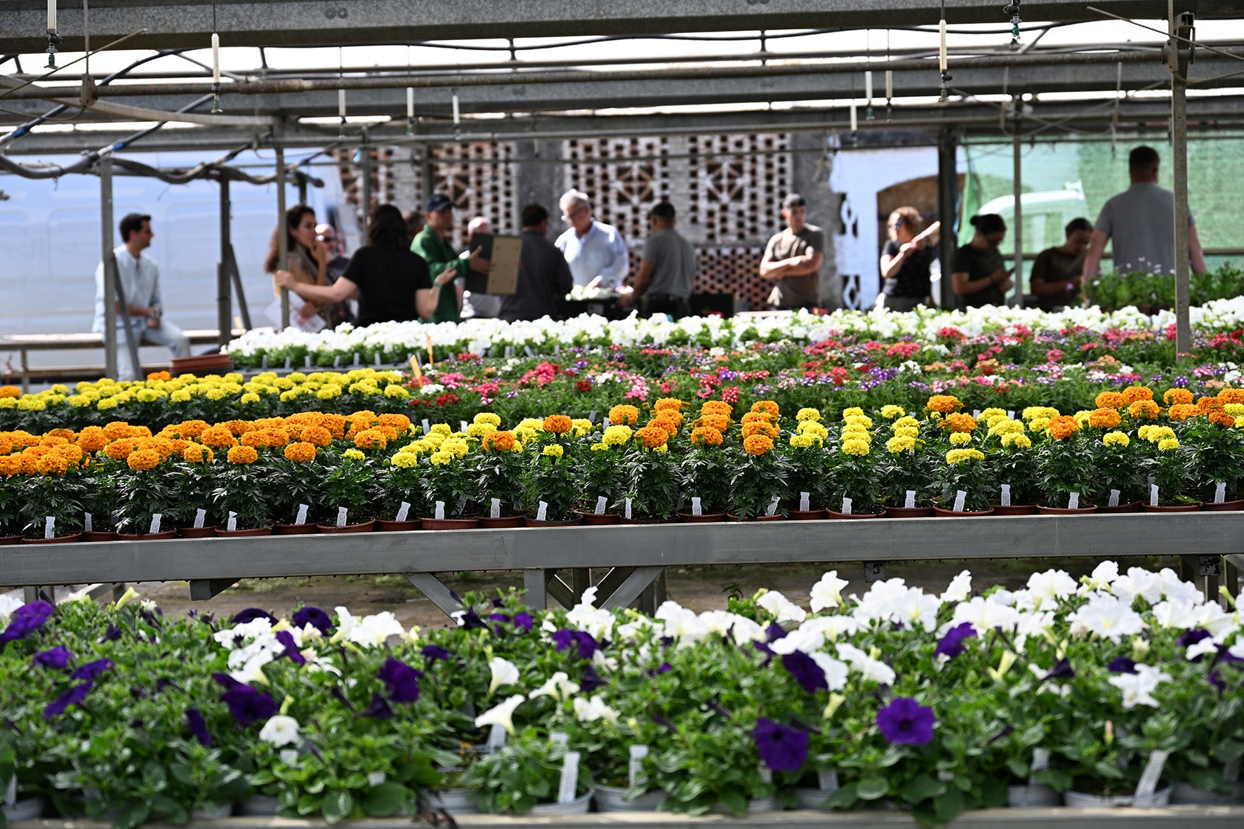 Diez años repartiendo flores: los municipios empiezan a recoger plantas de temporada del vivero de la Diputación de Cáceres Diez años repartiendo flores: los municipios empiezan a recoger plantas de temporada del vivero de la Diputación de Cáceres