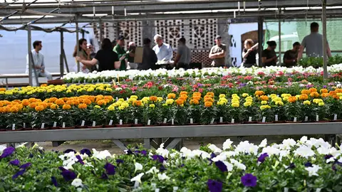 Diez años repartiendo flores: los municipios empiezan a recoger plantas de temporada del vivero de la Diputación de Cáceres Diez años repartiendo flores: los municipios empiezan a recoger plantas de temporada del vivero de la Diputación de Cáceres