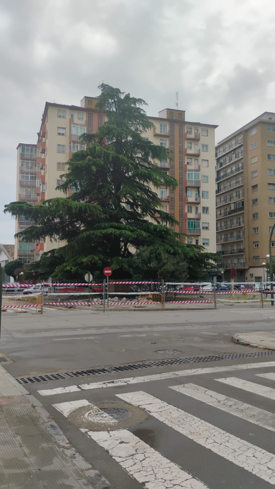 "Árboles Vivos" ve insuficientes los cambios en la rotonda de Harineras "Árboles Vivos" ve insuficientes los cambios en la rotonda de Harineras
