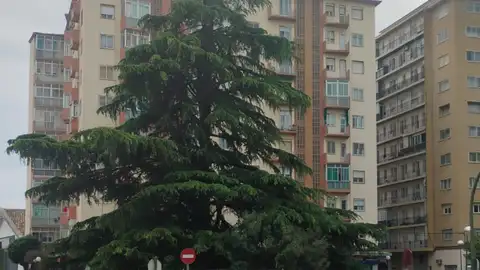 "Árboles Vivos" ve insuficientes los cambios en la rotonda de Harineras "Árboles Vivos" ve insuficientes los cambios en la rotonda de Harineras