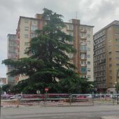 "Árboles Vivos" ve insuficientes los cambios en la rotonda de Harineras