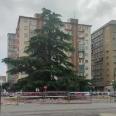 "Árboles Vivos" ve insuficientes los cambios en la rotonda de Harineras "Árboles Vivos" ve insuficientes los cambios en la rotonda de Harineras