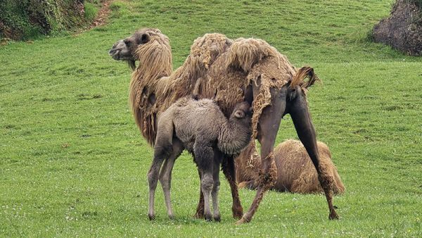 Nace un nuevo ejemplar de camello bactriano en Cabárceno Nace un nuevo ejemplar de camello bactriano en Cabárceno