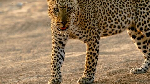 Zambia, &Aacute;frica