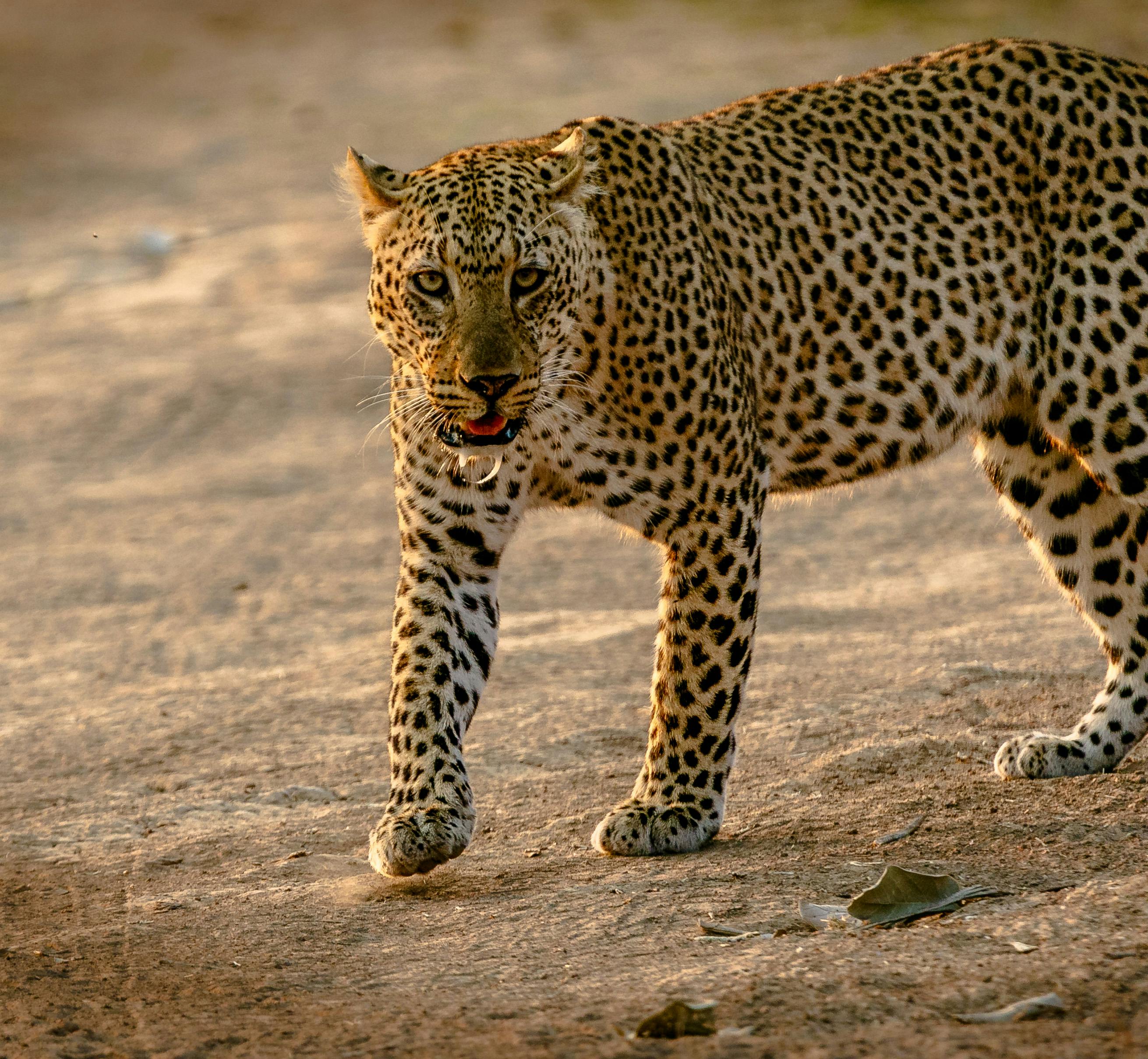 Zambia, África Zambia, África
