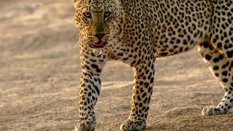 Zambia, África Zambia, África