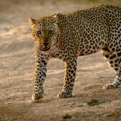 Zambia, África