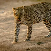 Zambia, África Zambia, África