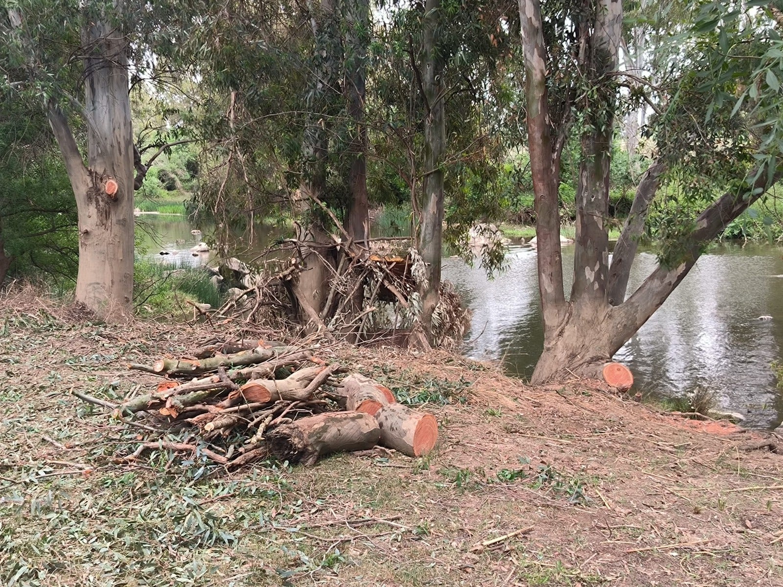 Fondenex denuncia que la Confederación Hidrográfica del Guadiana ha arrasado sotos y Riberas cerca de Mérida Fondenex denuncia que la Confederación Hidrográfica del Guadiana ha arrasado sotos y Riberas cerca de Mérida