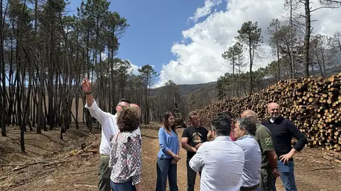 Medio Rural avanza nos traballos de retirada de medeira queimada Medio Rural avanza nos traballos de retirada de medeira queimada