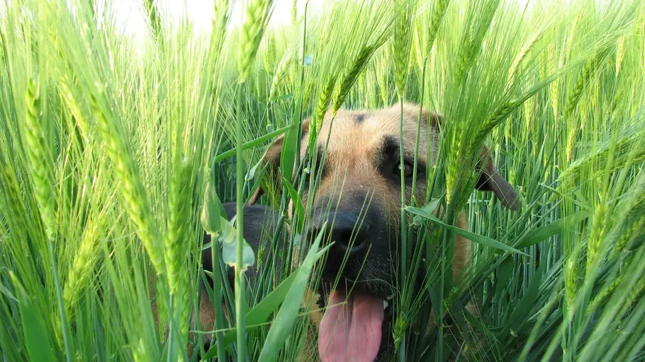 mascotas perros espigas mascotas perros espigas