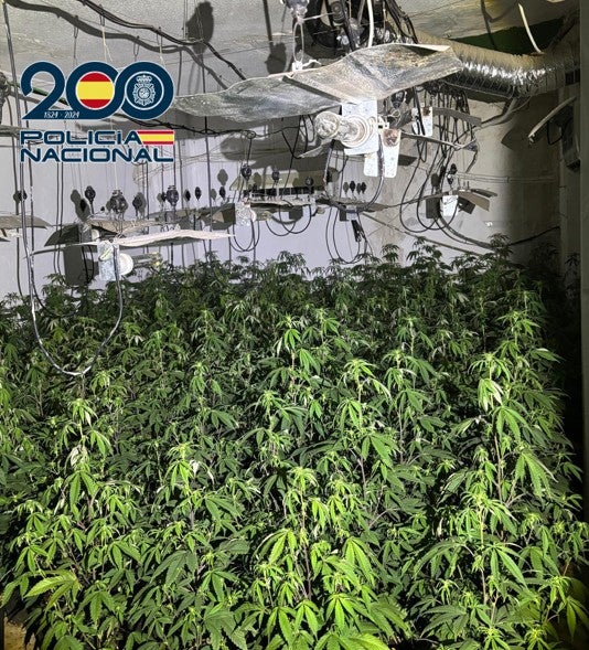 La Policía Nacional desmantela varios pisos con casi 2.800 plantas de marihuana en el distrito Norte de Granada La Policía Nacional desmantela varios pisos con casi 2.800 plantas de marihuana en el distrito Norte de Granada