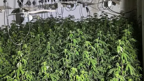 La Policía Nacional desmantela varios pisos con casi 2.800 plantas de marihuana en el distrito Norte de Granada La Policía Nacional desmantela varios pisos con casi 2.800 plantas de marihuana en el distrito Norte de Granada