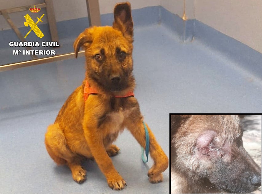 Dos investigados en Cantabria por maltratar a un cachorro de tres meses Dos investigados en Cantabria por maltratar a un cachorro de tres meses