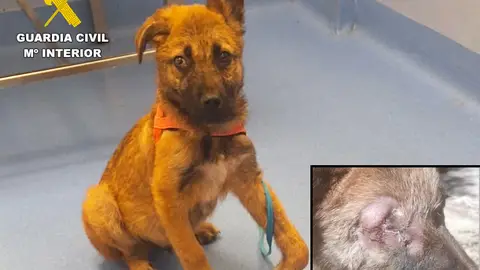 Dos investigados en Cantabria por maltratar a un cachorro de tres meses Dos investigados en Cantabria por maltratar a un cachorro de tres meses