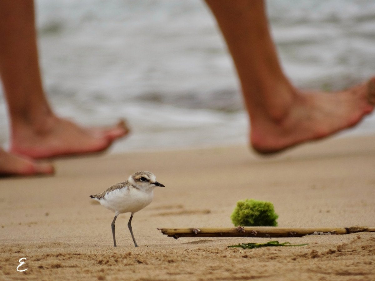 Ayúdanos a proteger el chorlitejo patinegro: las playas de La Mata y Guardamar son su hábitat y se encuentra en período reproductor Ayúdanos a proteger el chorlitejo patinegro: las playas de La Mata y Guardamar son su hábitat y se encuentra en período reproductor