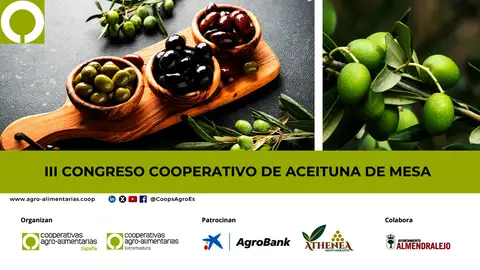El sector cooperativo de aceituna analiza en Almendralejo el impacto de la nueva política europea y la apertura a nuevos mercados El sector cooperativo de aceituna analiza en Almendralejo el impacto de la nueva política europea y la apertura a nuevos mercados