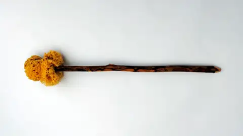 xylospongium xylospongium