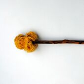 xylospongium