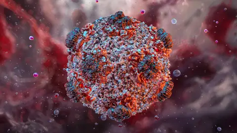 La azafata hospitalizada en Ámsterdam por un posible contagio da negativo para hantavirus La azafata hospitalizada en Ámsterdam por un posible contagio da negativo para hantavirus