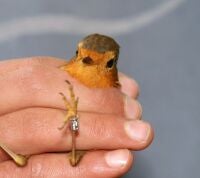 Anillamiento aves