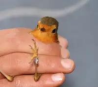 Anillamiento aves Anillamiento aves