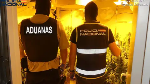 Cuatro detenidos tras la desmantelación de seis cultivos 'indoor' de marihuana en Dos Hermanas Cuatro detenidos tras la desmantelación de seis cultivos 'indoor' de marihuana en Dos Hermanas