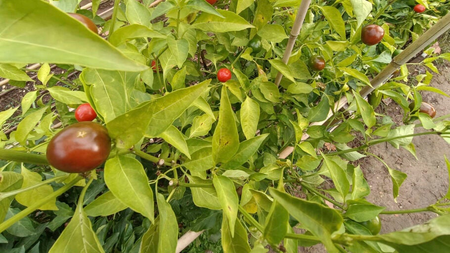 Un huerto de tomates. 