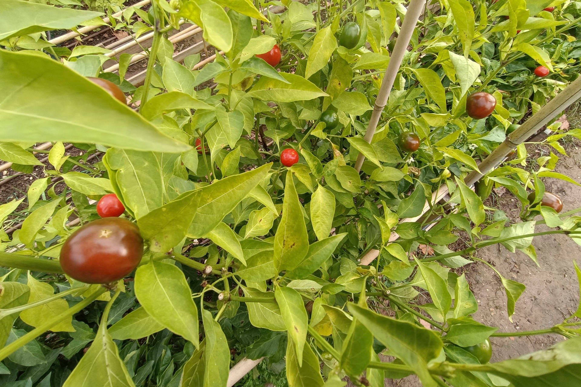 Un estudio de la UMH de Elche crea formulaciones para mejorar la resistencia del maíz y el tomate a la sequía y la salinidad Un estudio de la UMH de Elche crea formulaciones para mejorar la resistencia del maíz y el tomate a la sequía y la salinidad