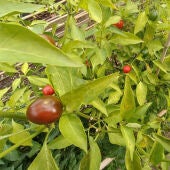Un huerto de tomates. 