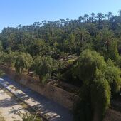 Vista del palmeral en el Parque Municipal de Elche. 