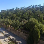 Vista del palmeral en el Parque Municipal de Elche. Vista del palmeral en el Parque Municipal de Elche.