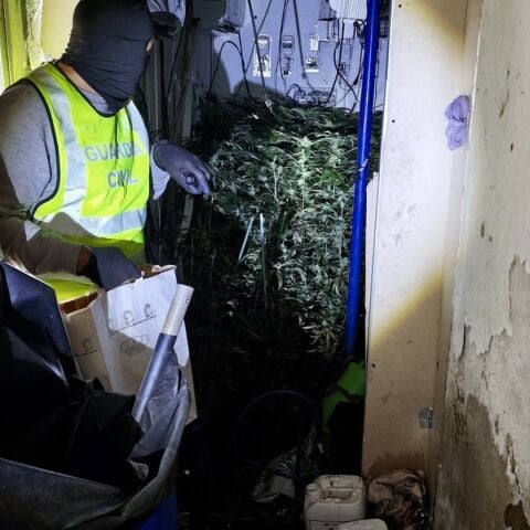 Tres detenidos al desmantelar una plantación con más de 400 plantas de marihuana en Las Cabezas