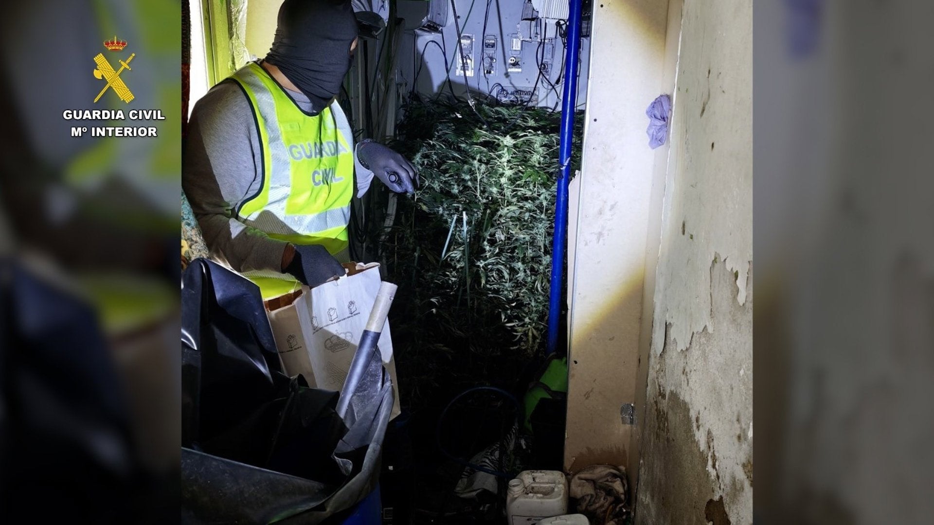 Tres detenidos al desmantelar una plantación con más de 400 plantas de marihuana en Las Cabezas Tres detenidos al desmantelar una plantación con más de 400 plantas de marihuana en Las Cabezas