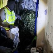 Tres detenidos al desmantelar una plantación con más de 400 plantas de marihuana en Las Cabezas