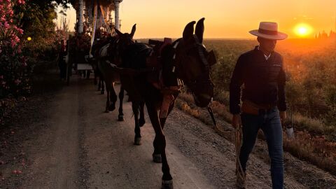 Camino al Alba: de C&oacute;rdoba al Roc&iacute;o