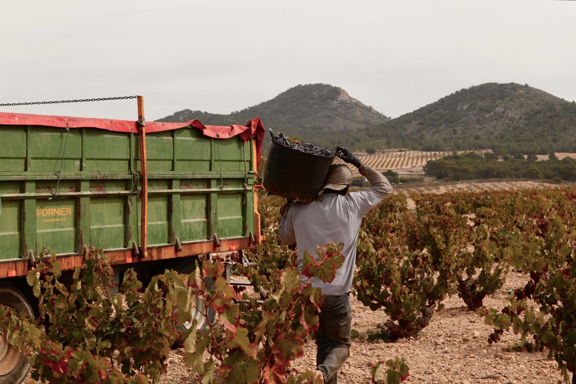 El panel de cata del Consejo Regulador DOP Jumilla califica la añada de muy buena El panel de cata del Consejo Regulador DOP Jumilla califica la añada de muy buena
