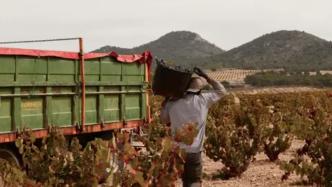 El panel de cata del Consejo Regulador DOP Jumilla califica la añada de muy buena El panel de cata del Consejo Regulador DOP Jumilla califica la añada de muy buena