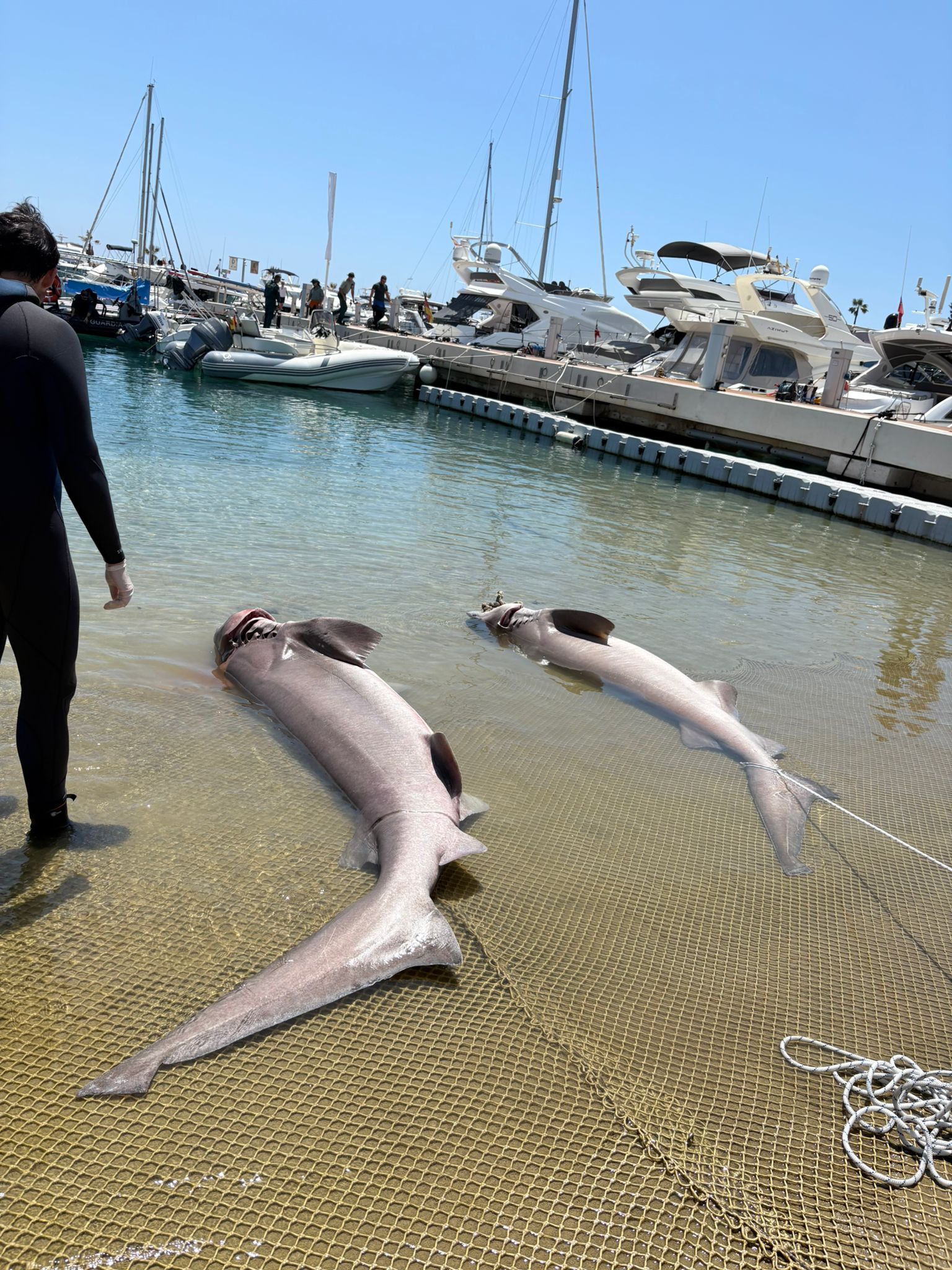 Hallados en Mallorca dos tiburones muertos con graves heridas compatibles con interacción pesquera Hallados en Mallorca dos tiburones muertos con graves heridas compatibles con interacción pesquera