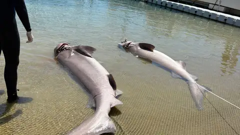 Hallados en Mallorca dos tiburones muertos con graves heridas compatibles con interacción pesquera Hallados en Mallorca dos tiburones muertos con graves heridas compatibles con interacción pesquera