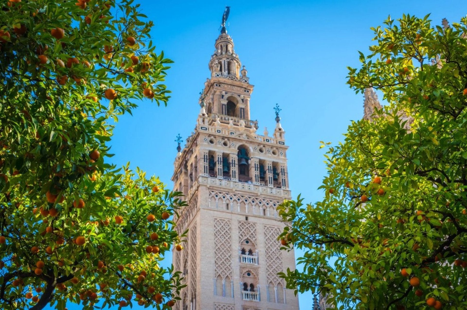 Un estudio concluye que el naranjo urbano reduce hasta 12 grados la temperatura del pavimento en olas de calor Un estudio concluye que el naranjo urbano reduce hasta 12 grados la temperatura del pavimento en olas de calor
