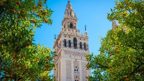 Un estudio concluye que el naranjo urbano reduce hasta 12 grados la temperatura del pavimento en olas de calor Un estudio concluye que el naranjo urbano reduce hasta 12 grados la temperatura del pavimento en olas de calor