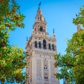Un estudio concluye que el naranjo urbano reduce hasta 12 grados la temperatura del pavimento en olas de calor