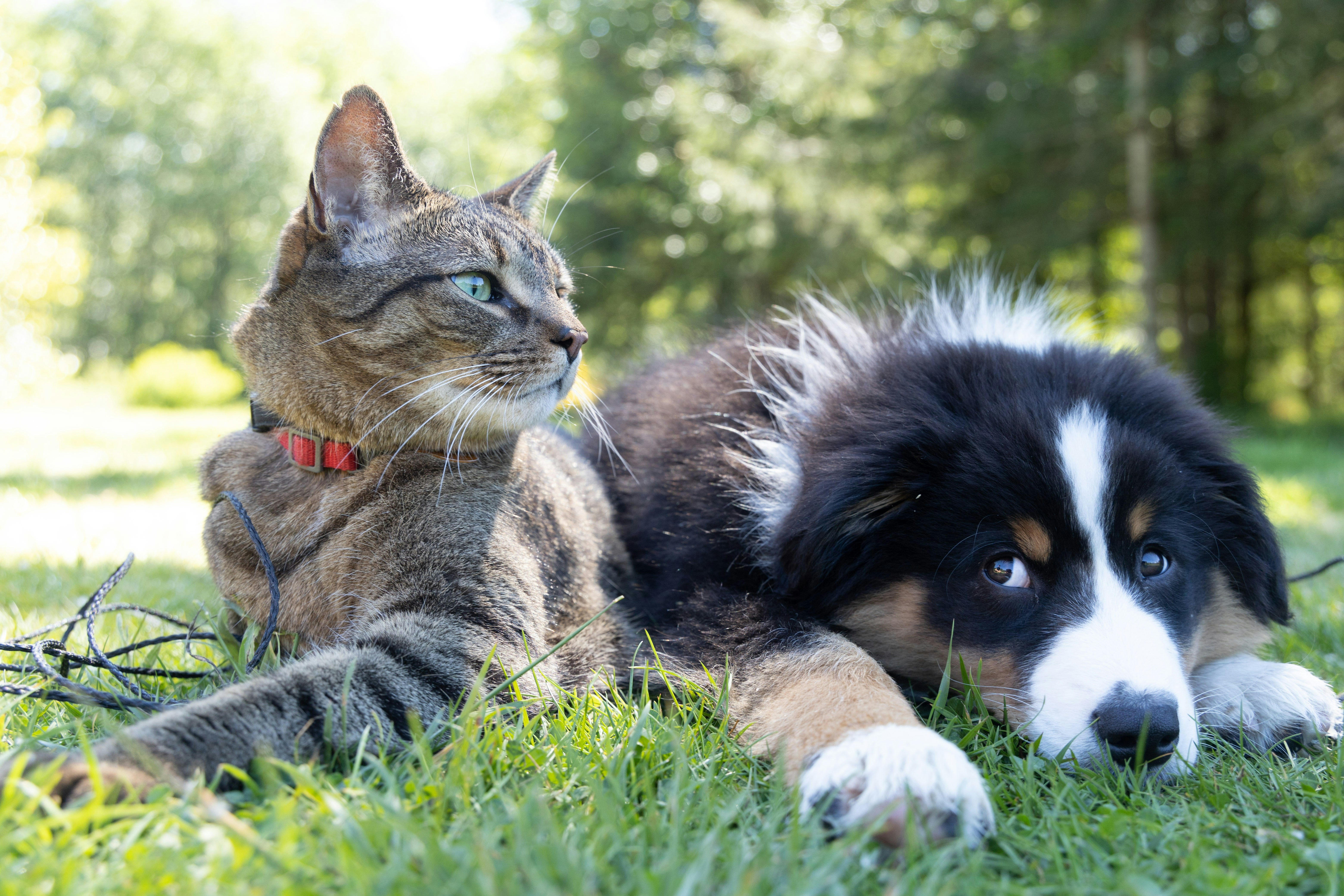Claves de la nueva ley europea de bienestar para perros y gatos Claves de la nueva ley europea de bienestar para perros y gatos