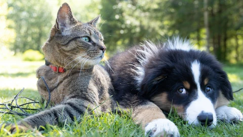 Imagen de archivo de un gato y un perro.